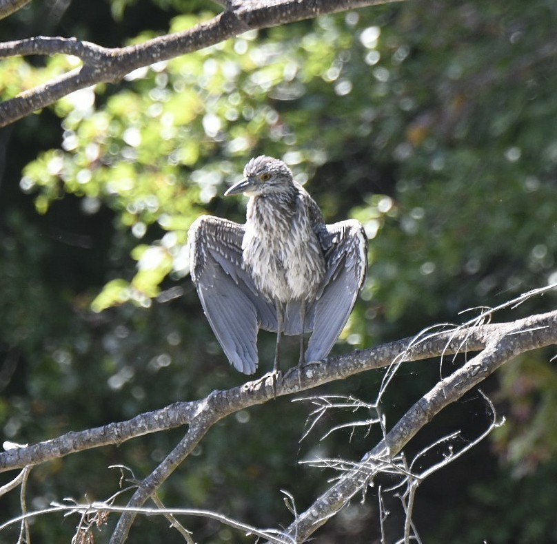 Black-crowned Night Heron - ML623281978