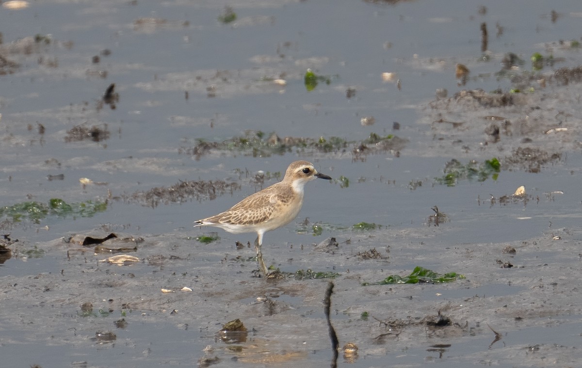 Greater Sand-Plover - ML623281999