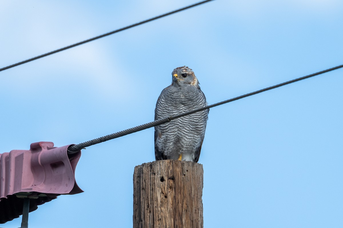 Graubussard - ML623282004