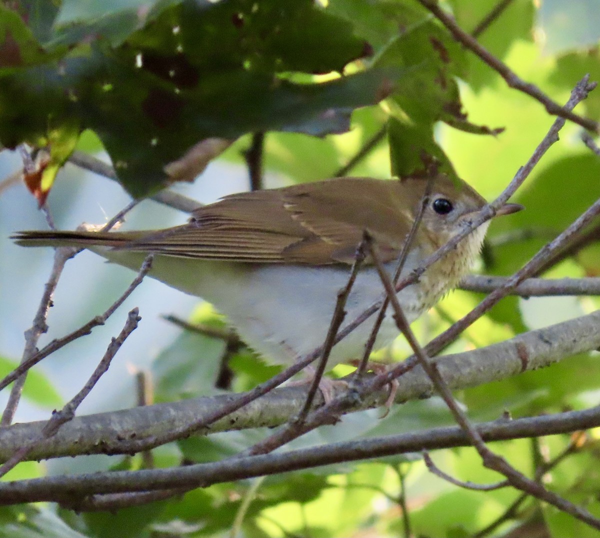 Veery - ML623282041