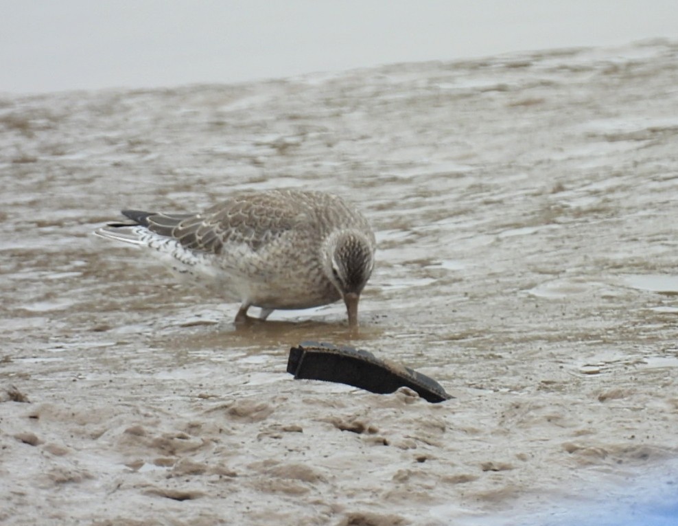 Red Knot - ML623282042