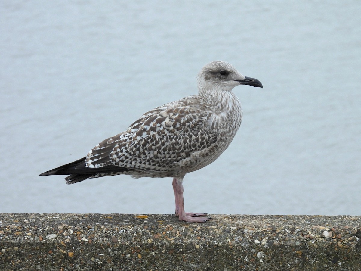 Herring Gull (European) - ML623282048