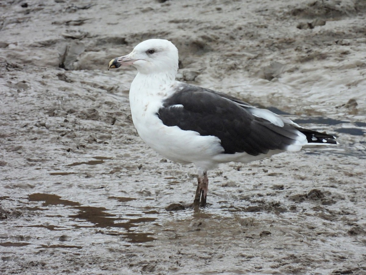 Great Black-backed Gull - ML623282050