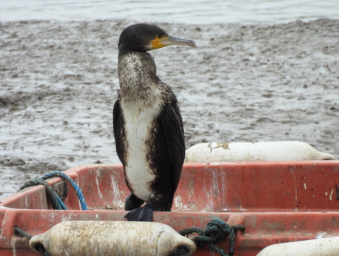 Great Cormorant - ML623282055