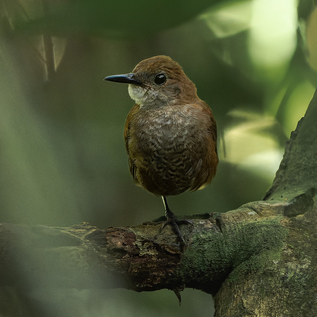 Scaly-breasted Wren - ML623282057