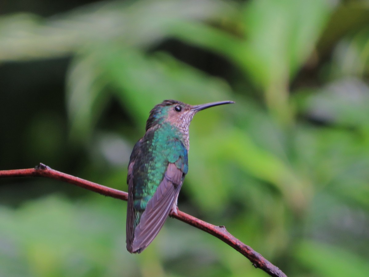 White-necked Jacobin - ML623282070