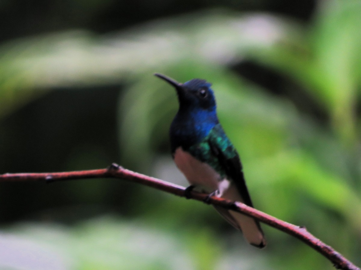 White-necked Jacobin - ML623282071