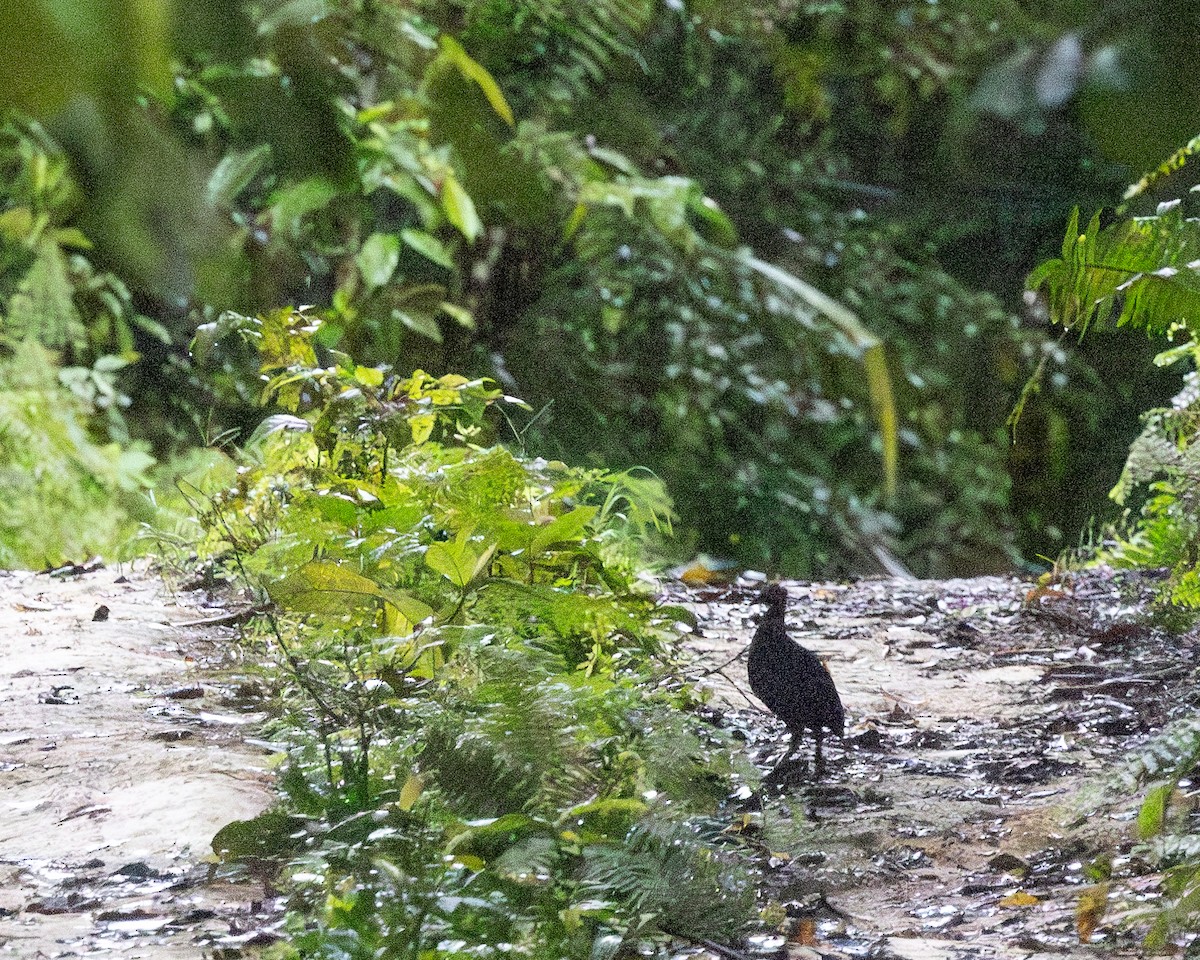 Biak Megapode - ML623282078