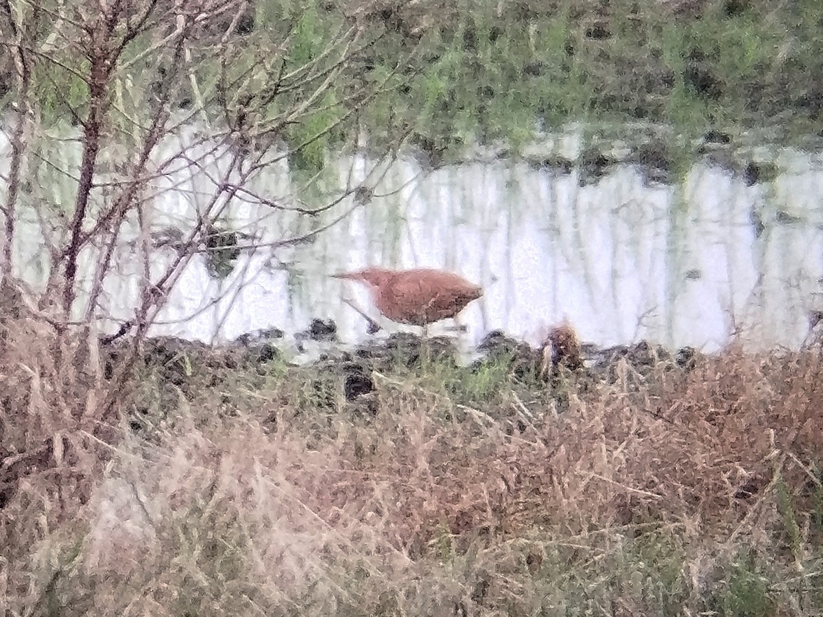 Cinnamon Bittern - ML623282142