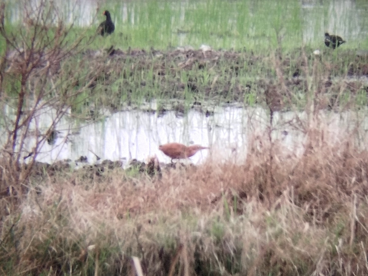 Cinnamon Bittern - ML623282143