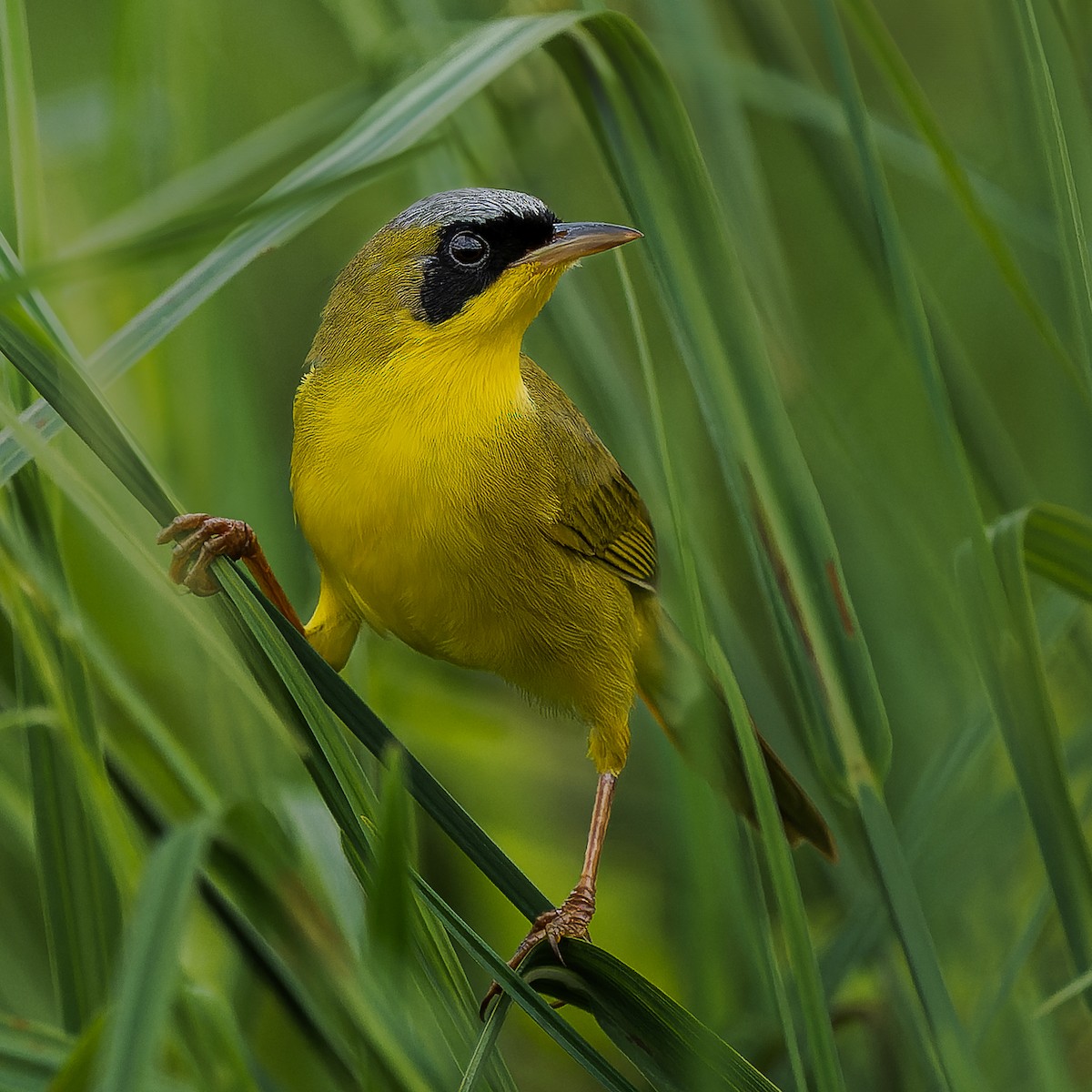 Masked Yellowthroat - ML623282163