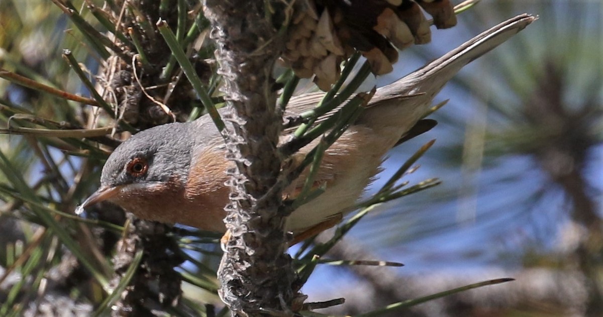 Western Subalpine Warbler - ML623282177