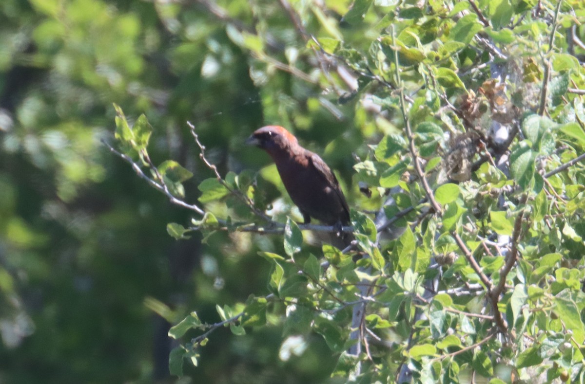 Varied Bunting - ML623282217