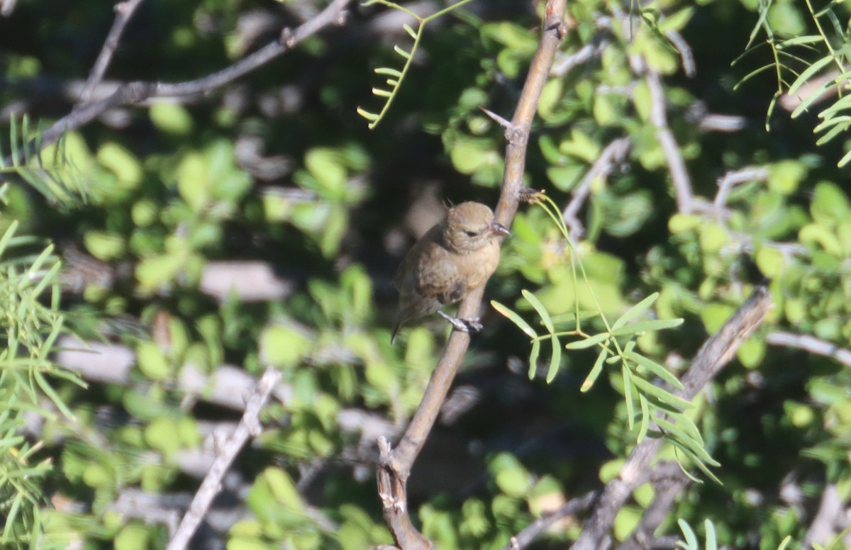 Varied Bunting - ML623282218