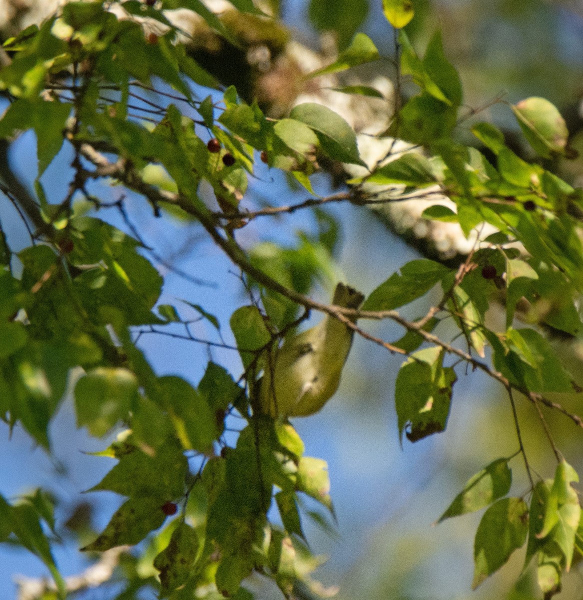 Tennessee Warbler - ML623282240