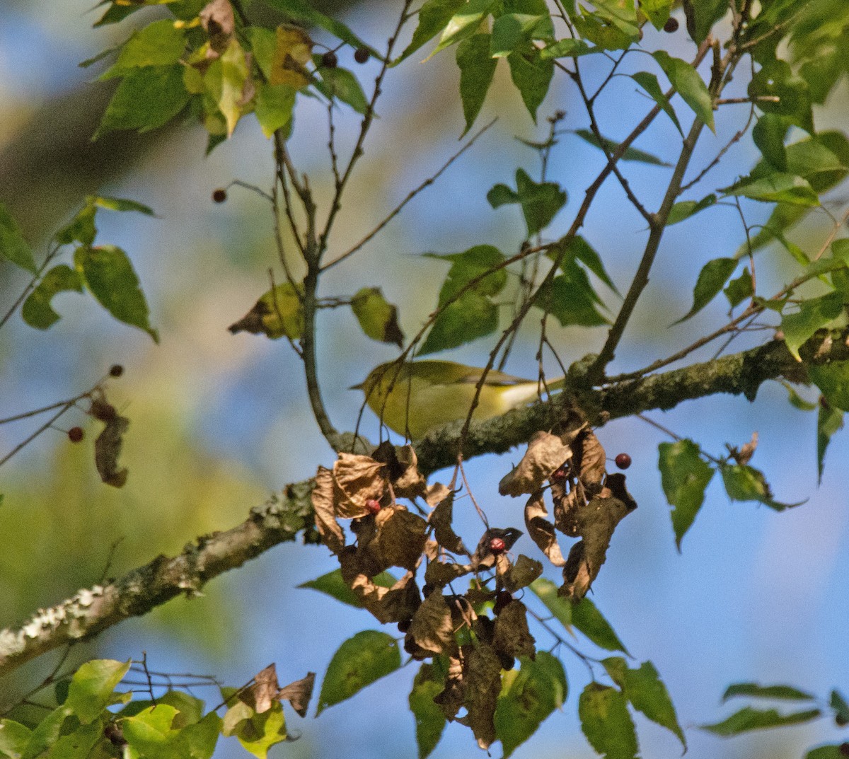 Tennessee Warbler - ML623282243