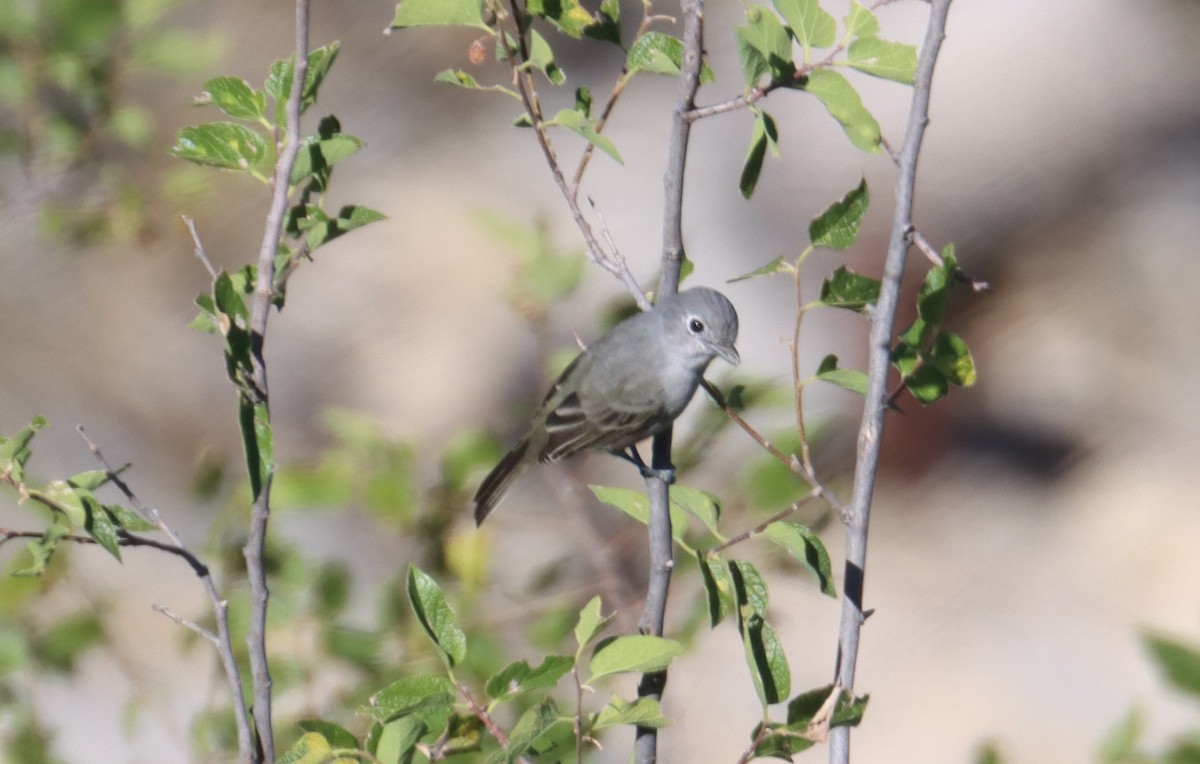 Gray Vireo - ML623282260