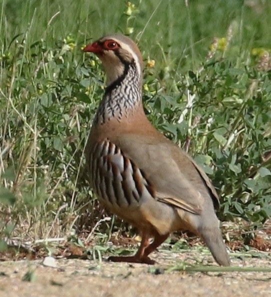 Red-legged Partridge - ML623282286