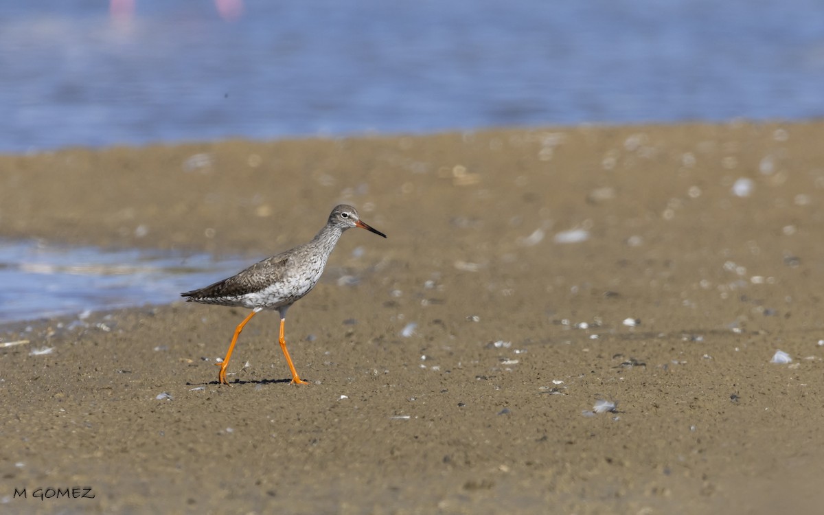 Common Redshank - ML623282322