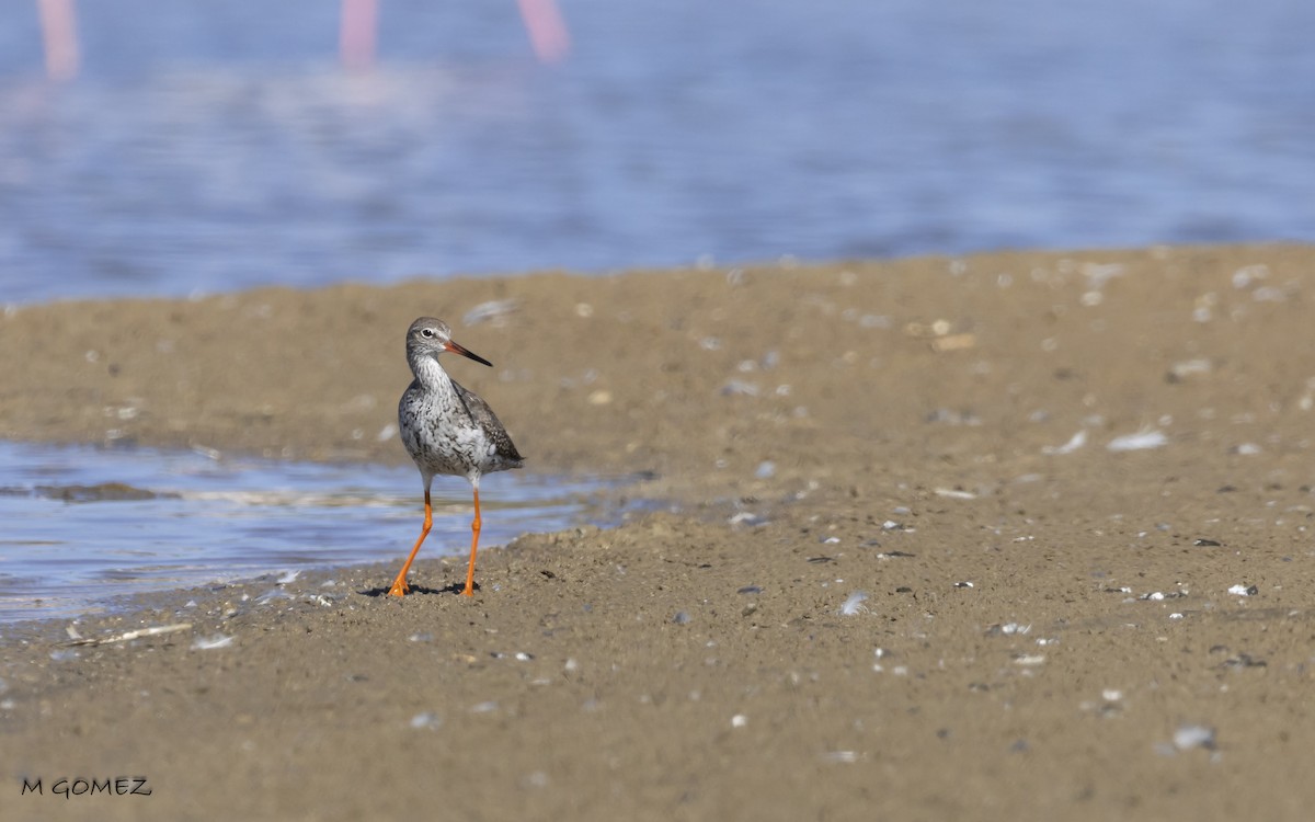 Common Redshank - ML623282323