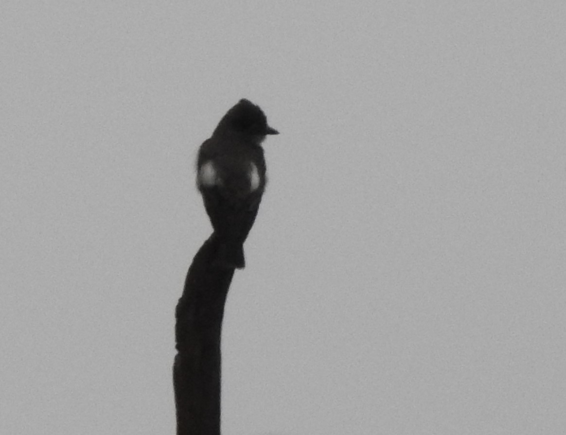 Olive-sided Flycatcher - ML623282339