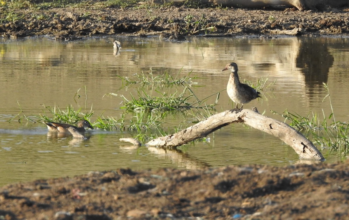 Wood Duck - ML623282435