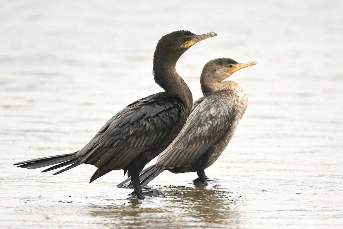 Neotropic Cormorant - ML623282439