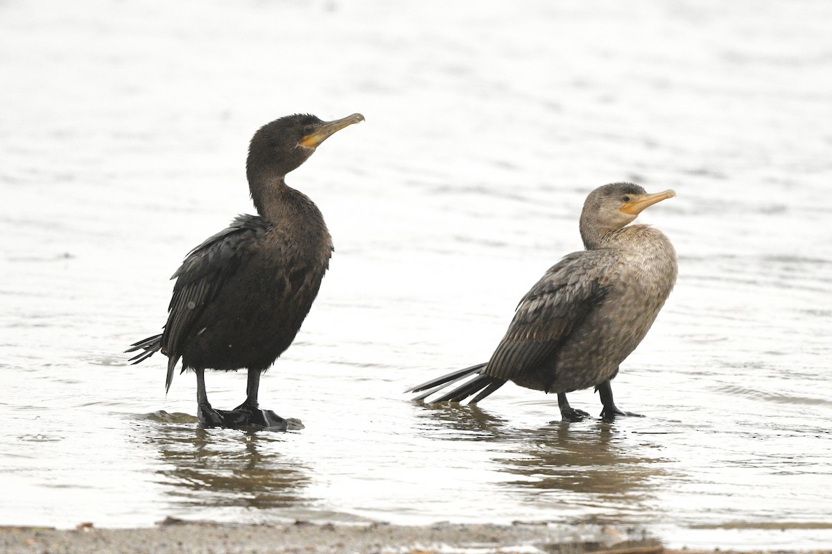 Neotropic Cormorant - ML623282447