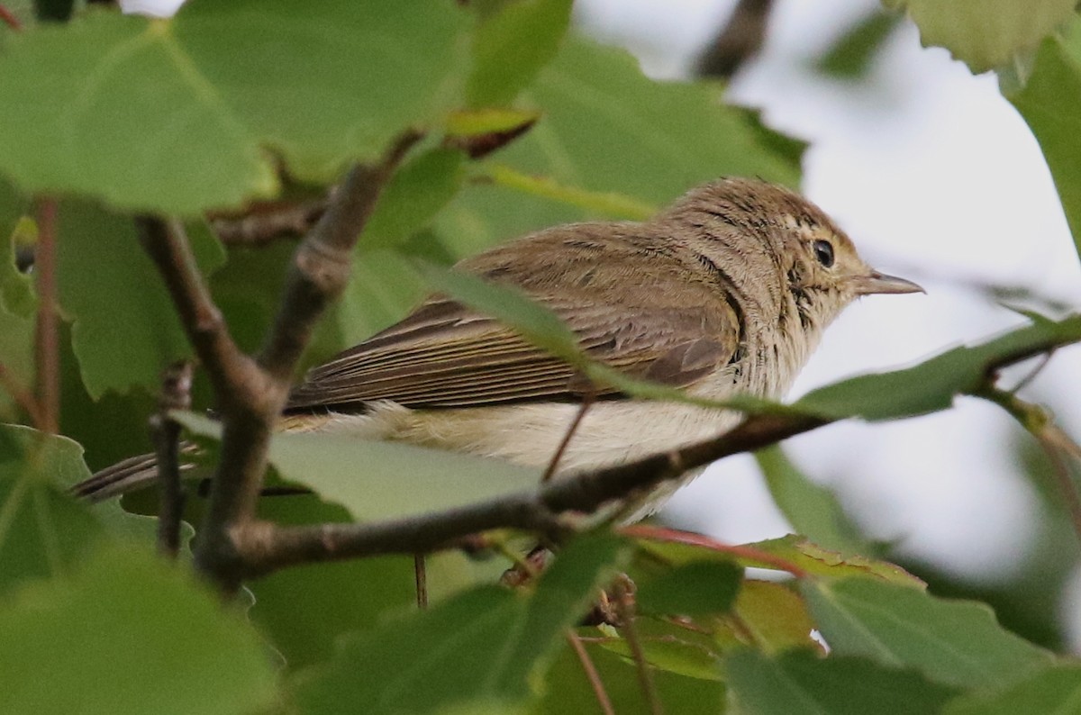 Western Bonelli's Warbler - ML623282480