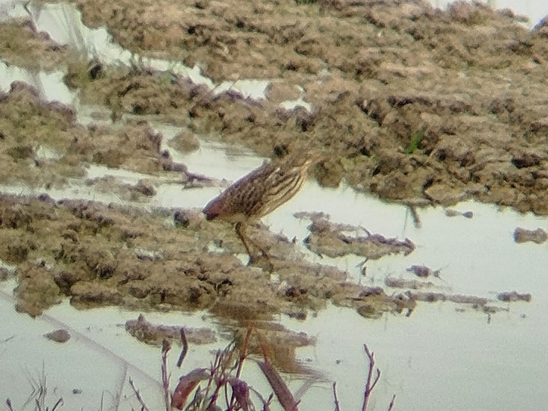 Cinnamon Bittern - ML623282490