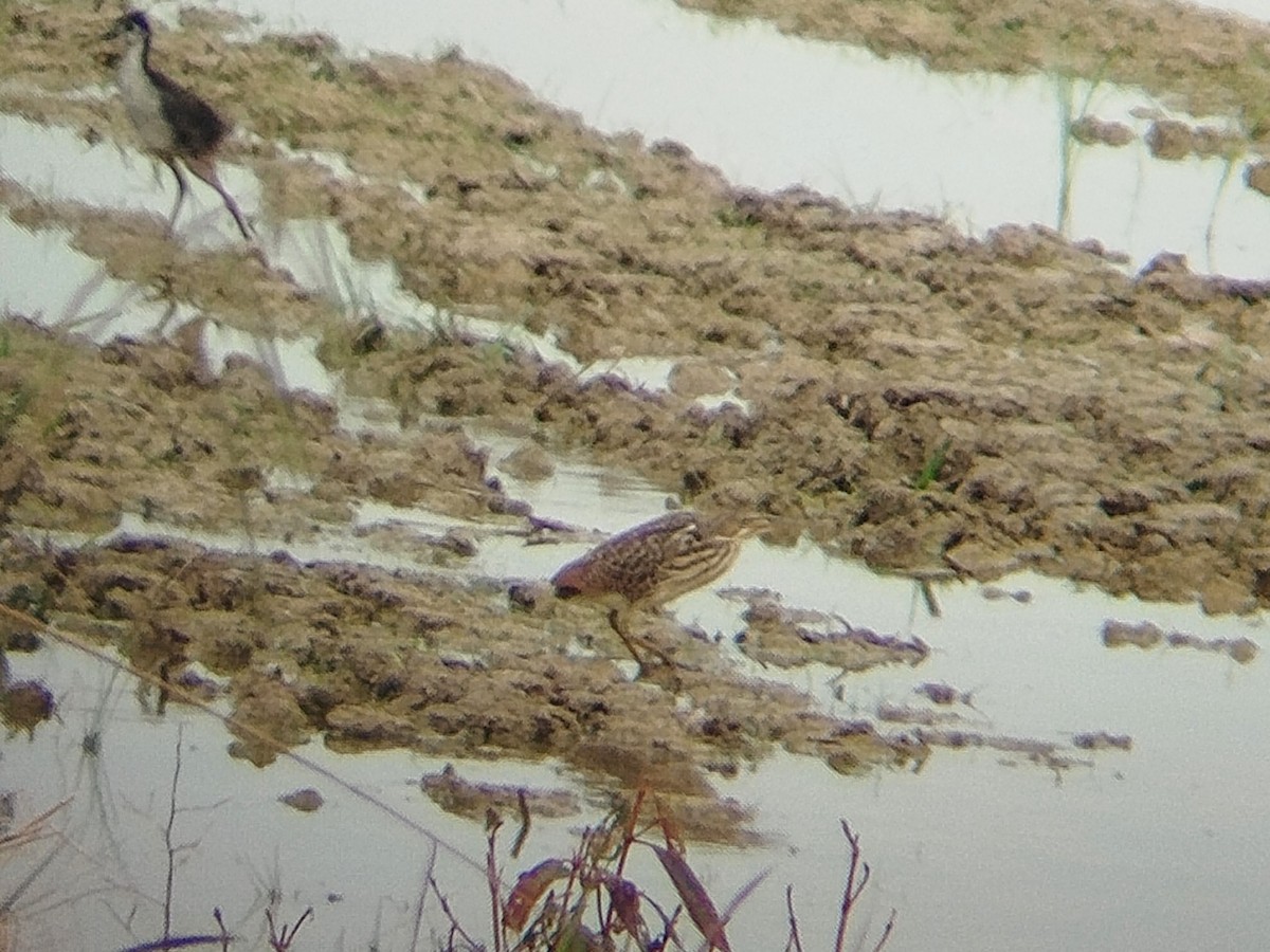 Cinnamon Bittern - ML623282491