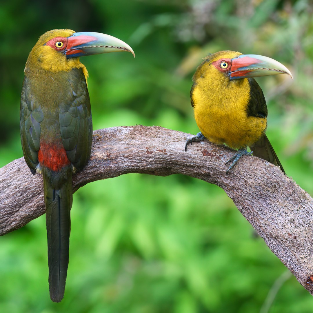 Saffron Toucanet - ML623282515