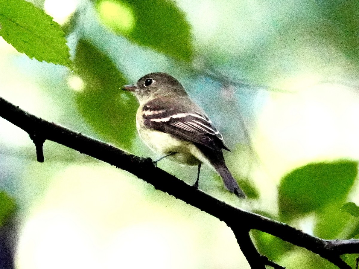 Acadian Flycatcher - ML623282517