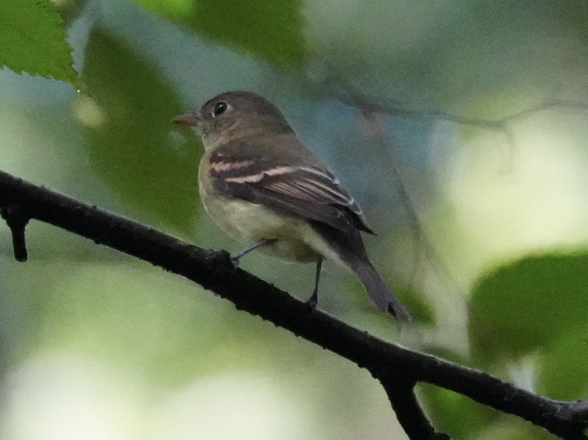 Acadian Flycatcher - ML623282518