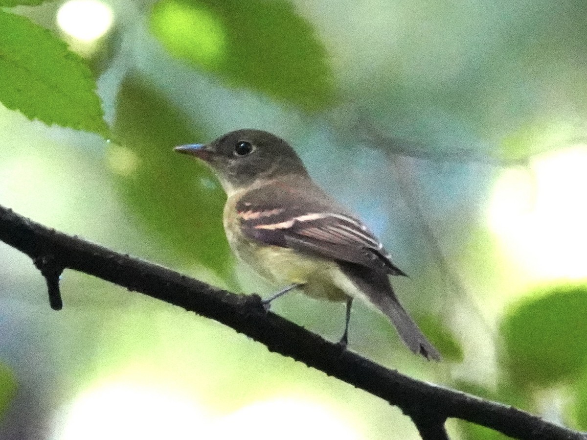 Acadian Flycatcher - ML623282519