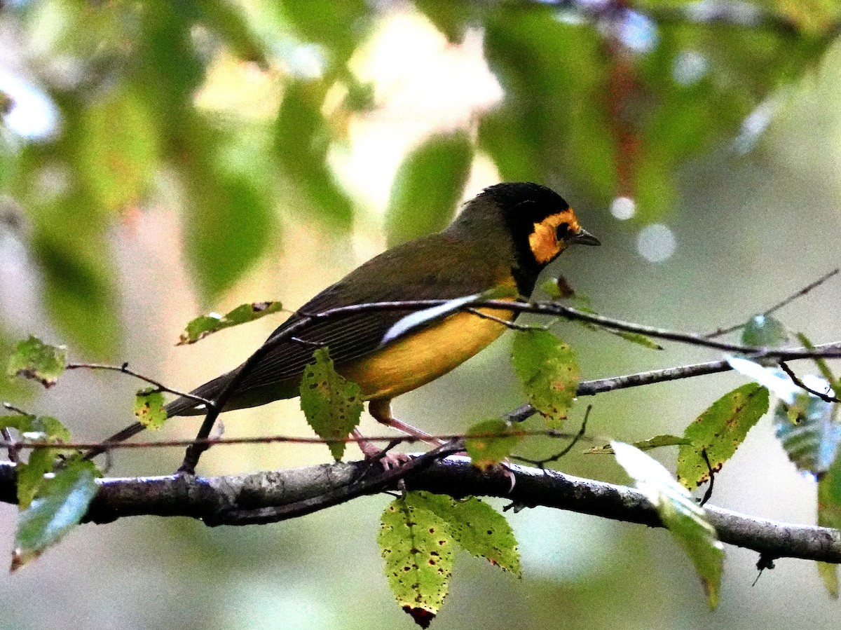 Hooded Warbler - ML623282526