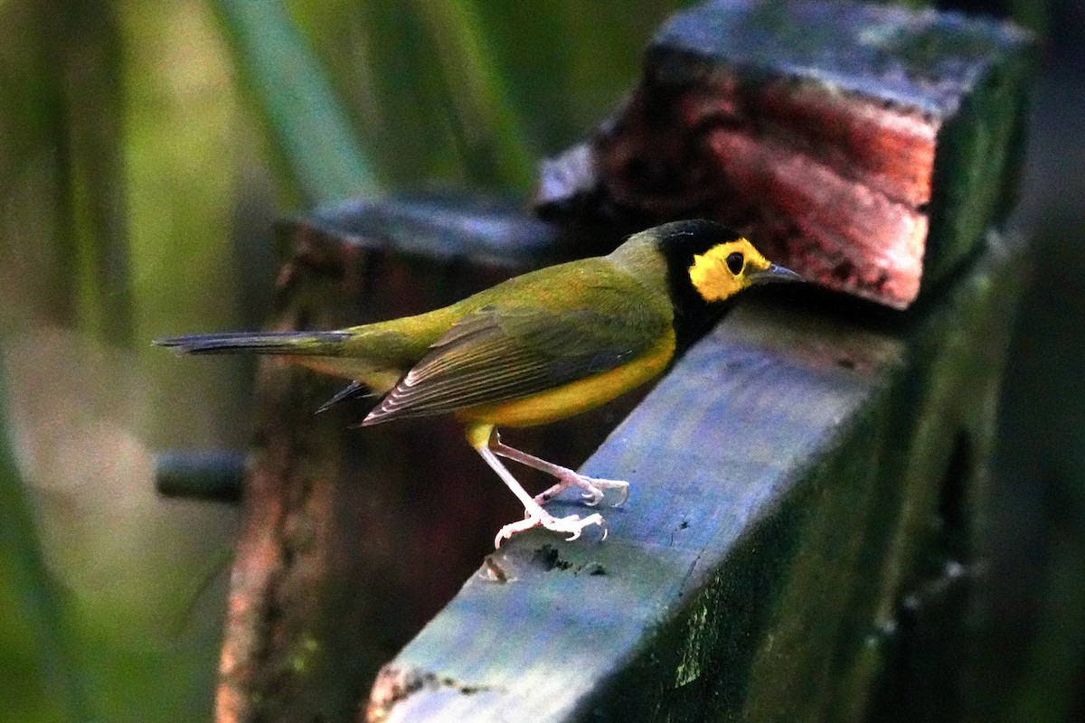 Hooded Warbler - ML623282527