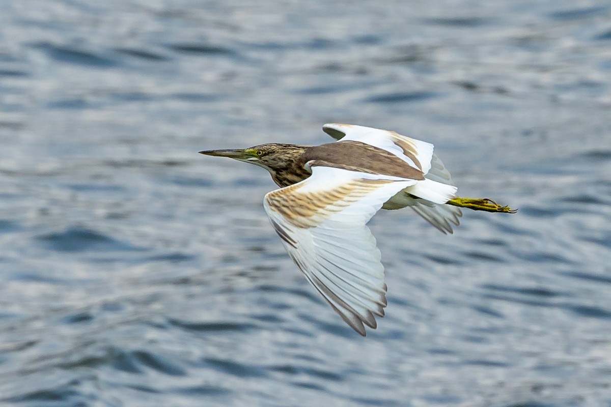 Squacco Heron - ML623282537