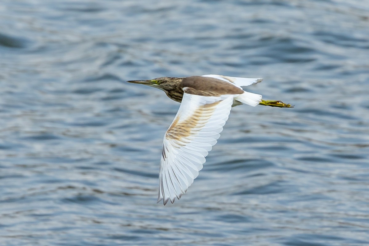 Squacco Heron - ML623282538