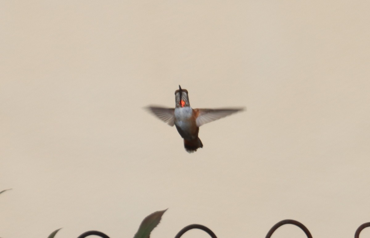 Rufous Hummingbird - ML623282539