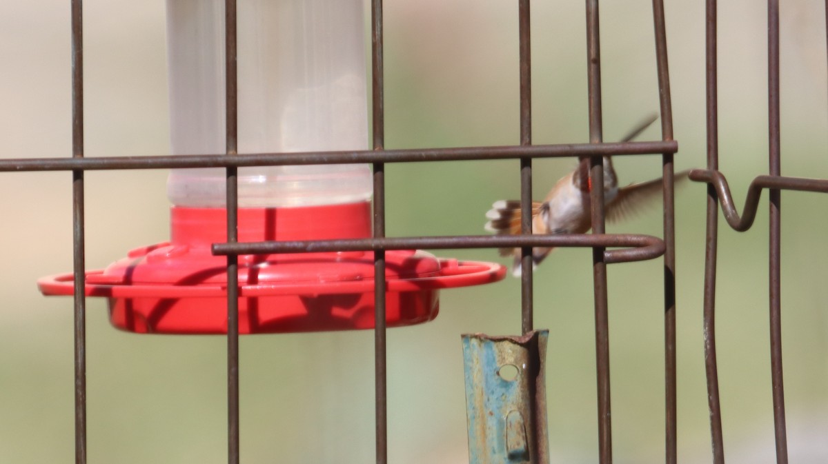 Rufous Hummingbird - ML623282541