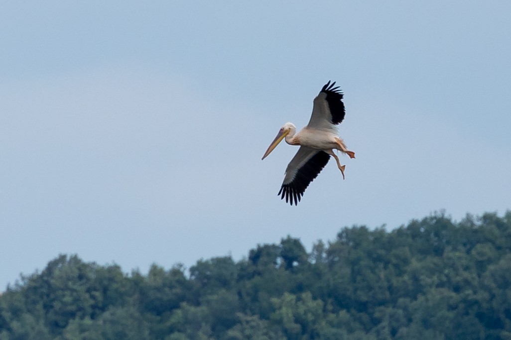 Great White Pelican - ML623282555