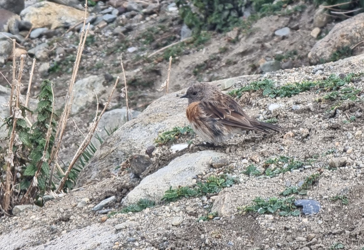 Robin Accentor - ML623282560