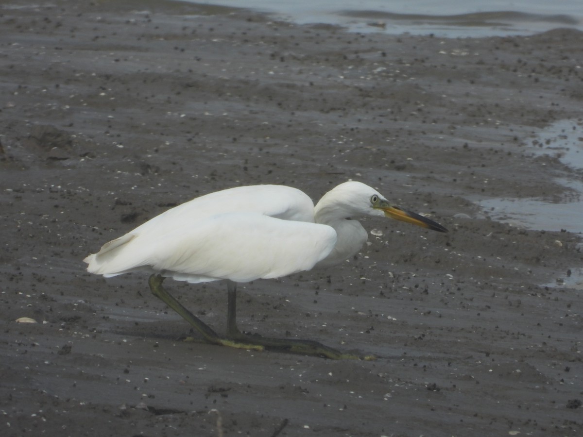 Chinese Egret - ML623282640