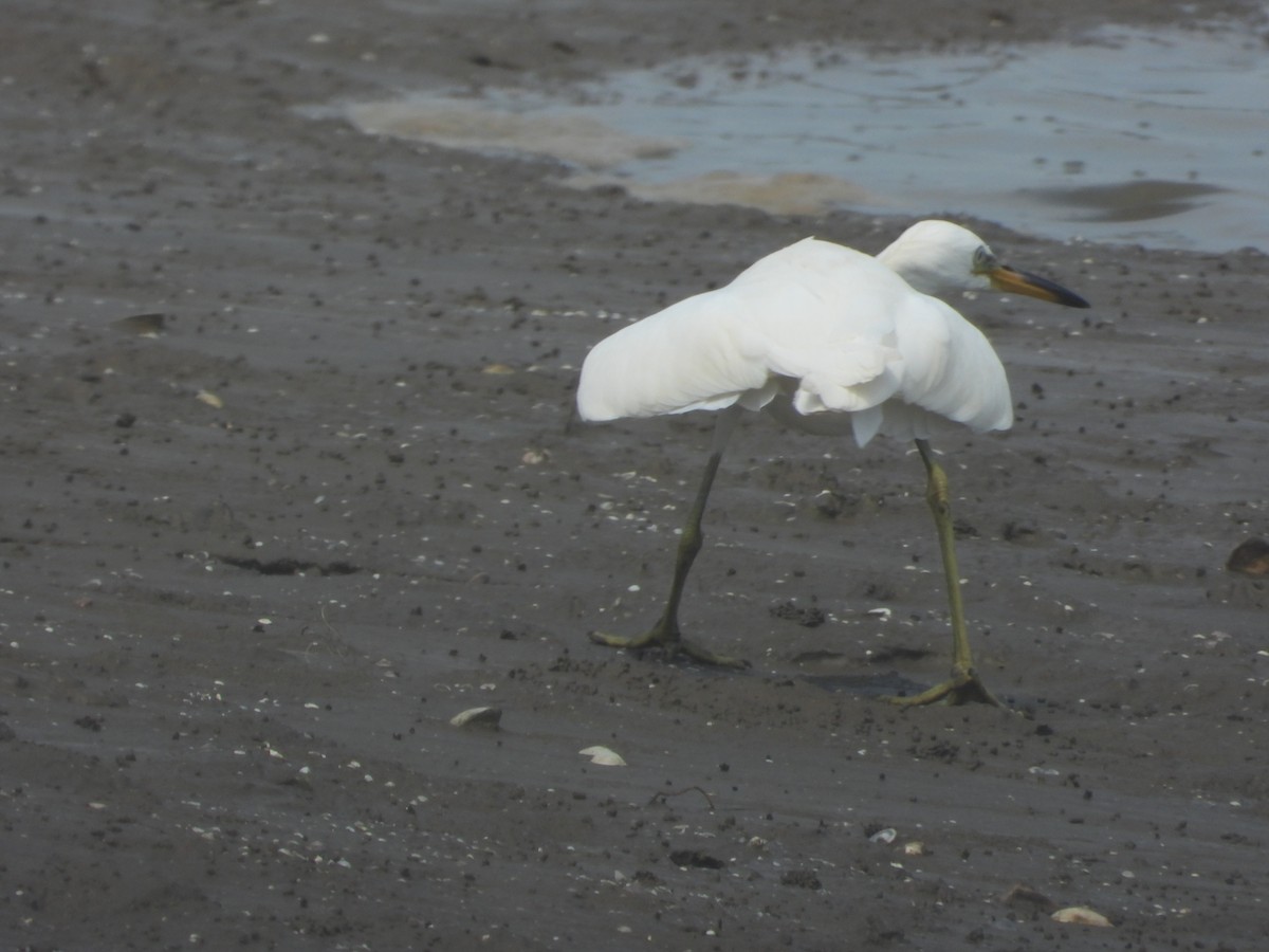 Chinese Egret - ML623282641