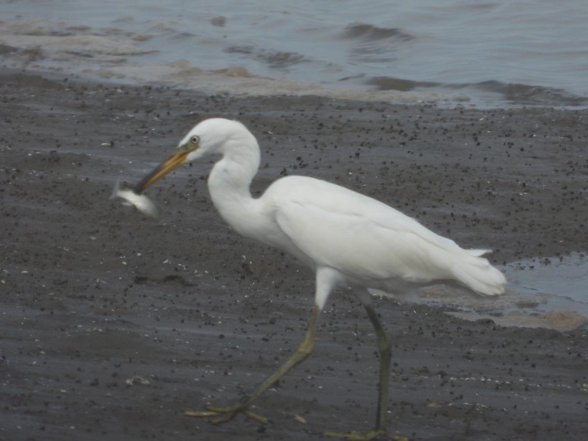 Chinese Egret - ML623282642