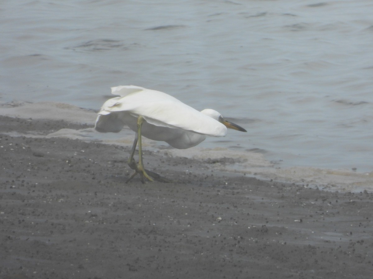 Chinese Egret - ML623282646