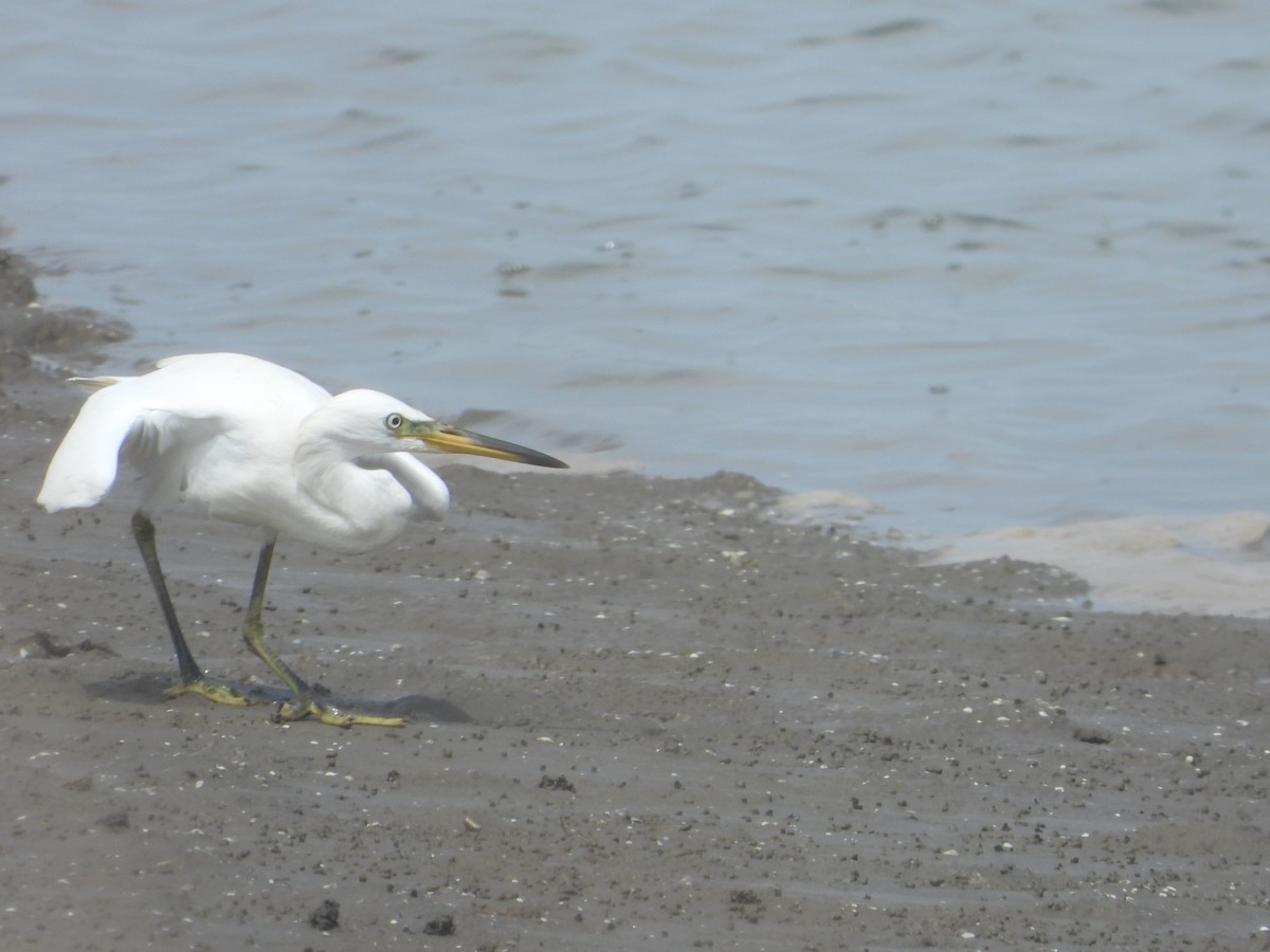 Chinese Egret - ML623282647