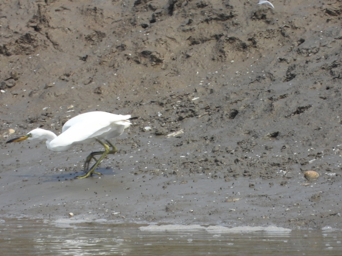 Chinese Egret - ML623282648