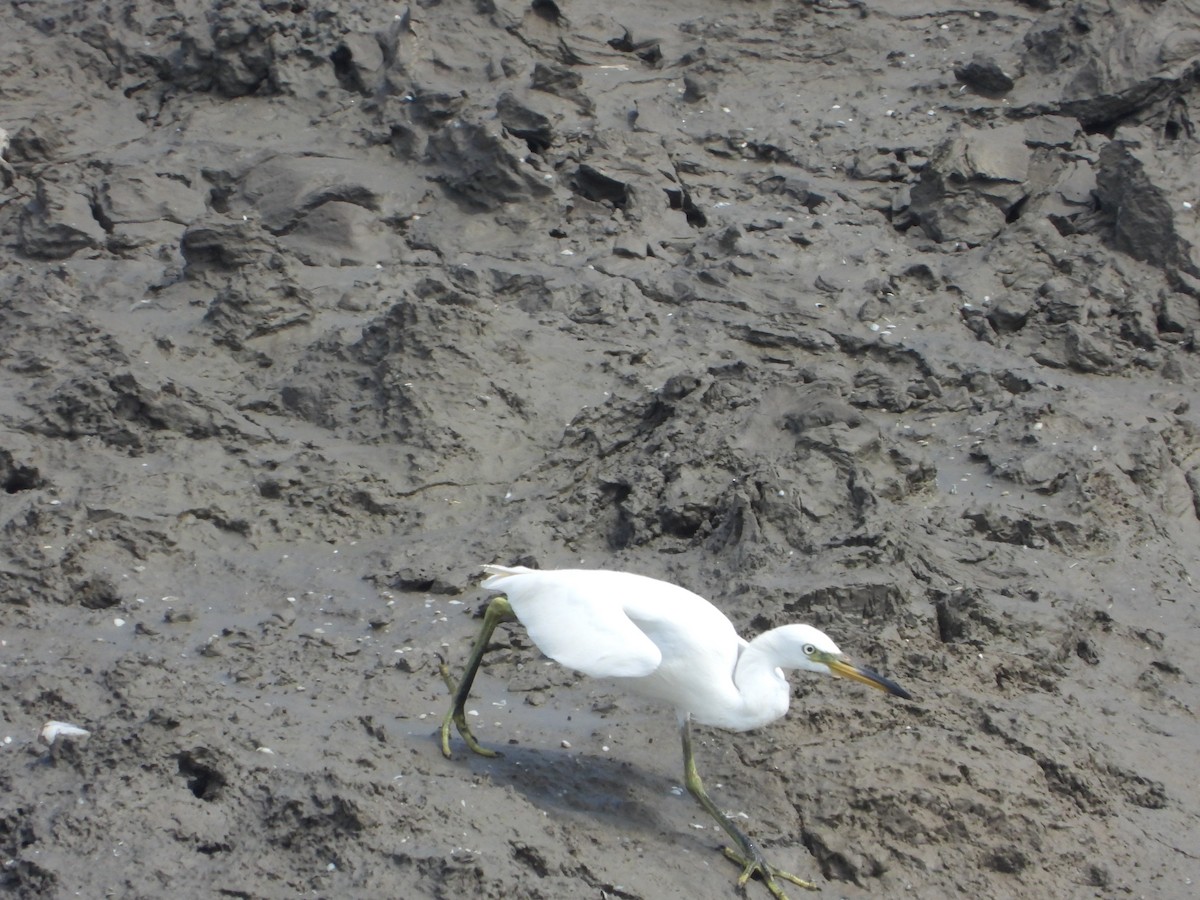 Chinese Egret - ML623282649